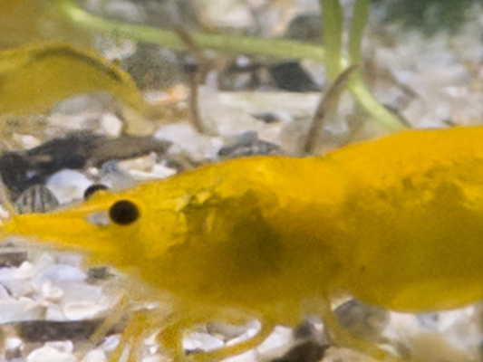 Yellow Neocaridina Shrimp