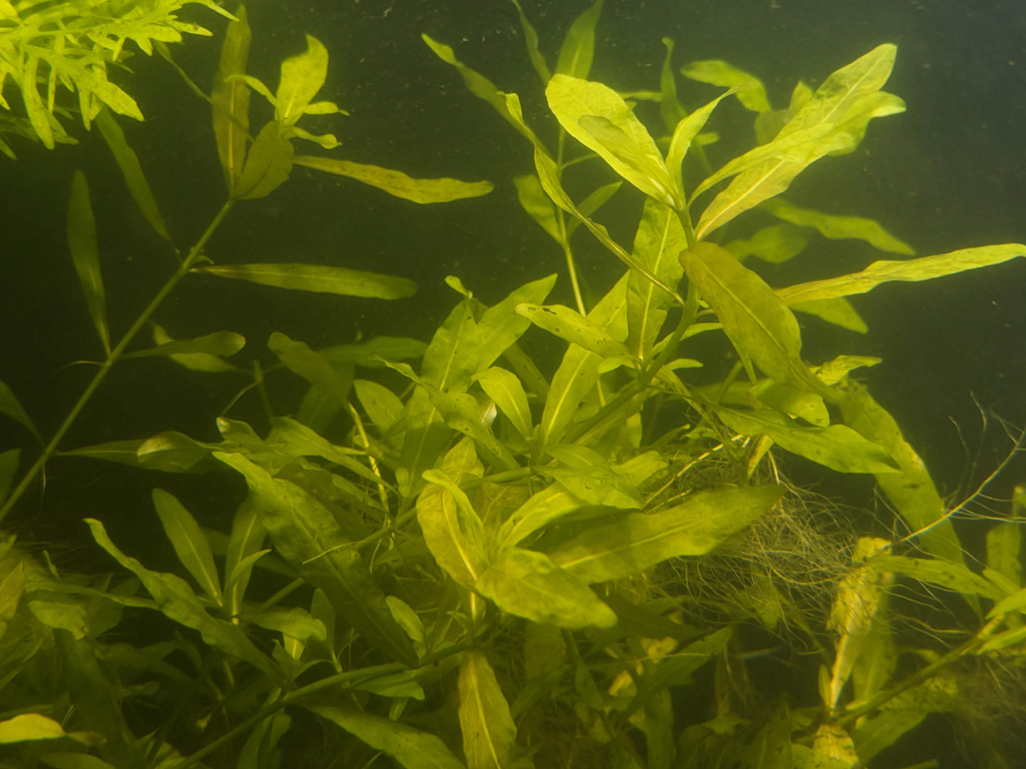 Hygrophila Polysperma Aquarium Plant