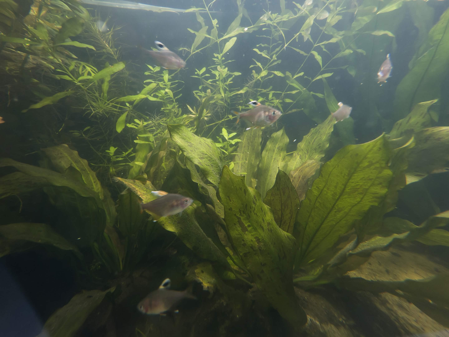 XL Ocelot Hybrid Aquarium Sword Plant