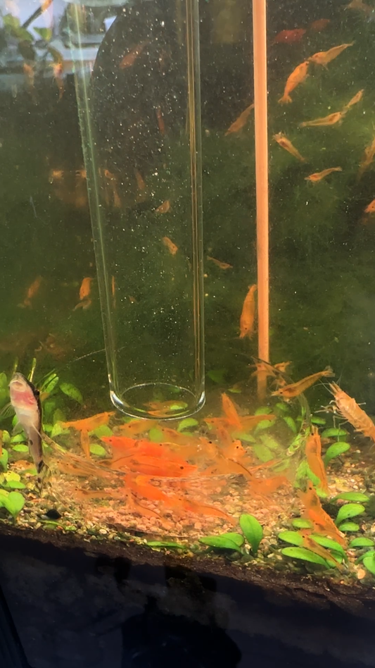 Glass Shrimp Feeding Tube & Dish Set