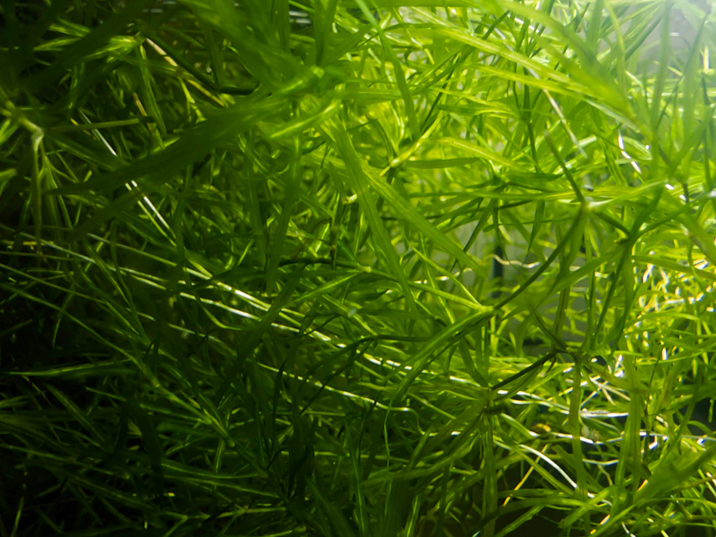 Riccia Fluitans Aquarium Plant