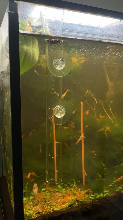 Glass Shrimp Feeding Tube & Dish Set