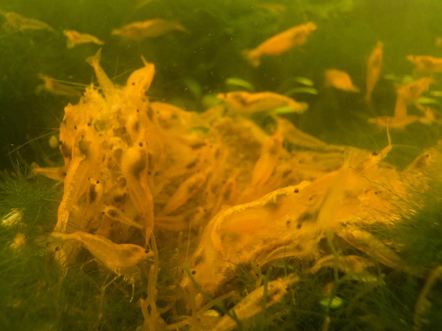 Yellow Neocaridina Shrimp