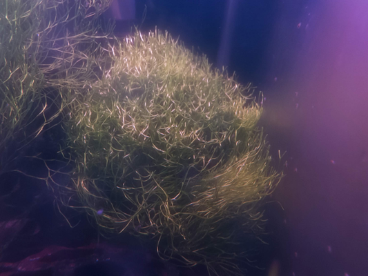 Riccia Fluitans Aquarium Plant