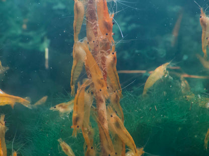 Yellow Neocaridina Shrimp