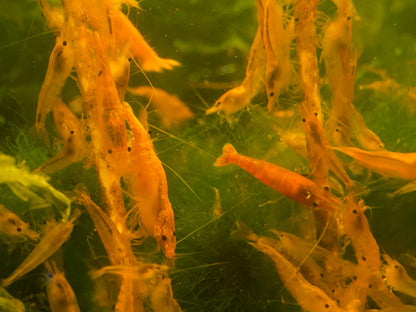 Yellow Neocaridina Shrimp
