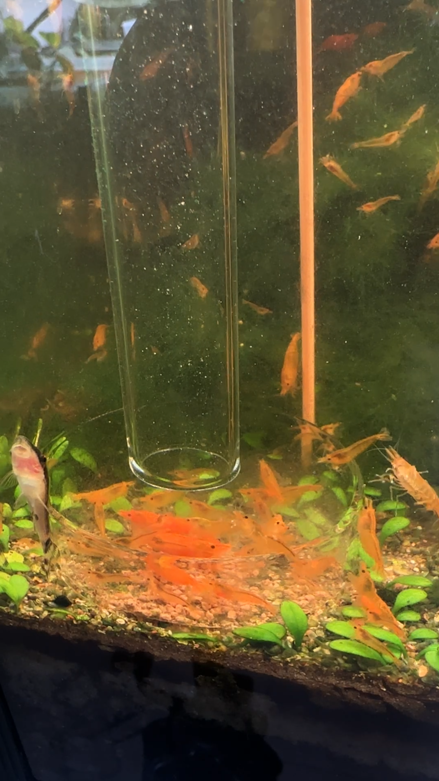 Glass Shrimp Feeding Tube & Dish Set