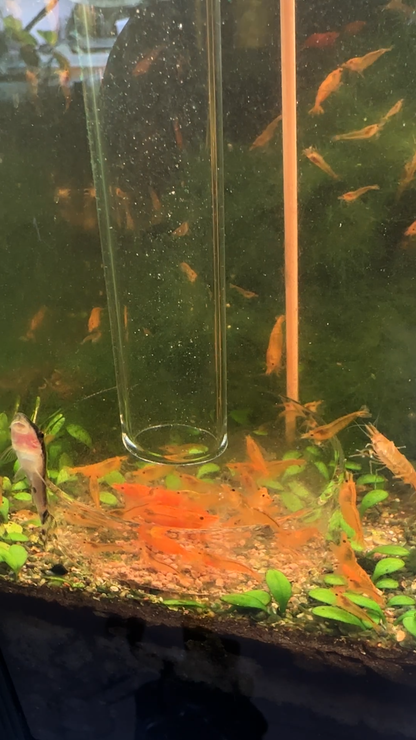 Glass Shrimp Feeding Tube & Dish Set