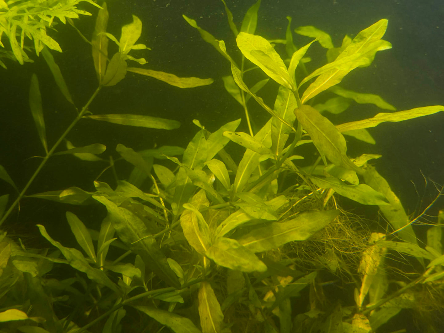 Riccia Fluitans Aquarium Plant