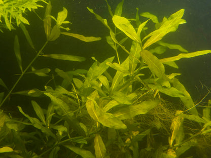 Riccia Fluitans Aquarium Plant