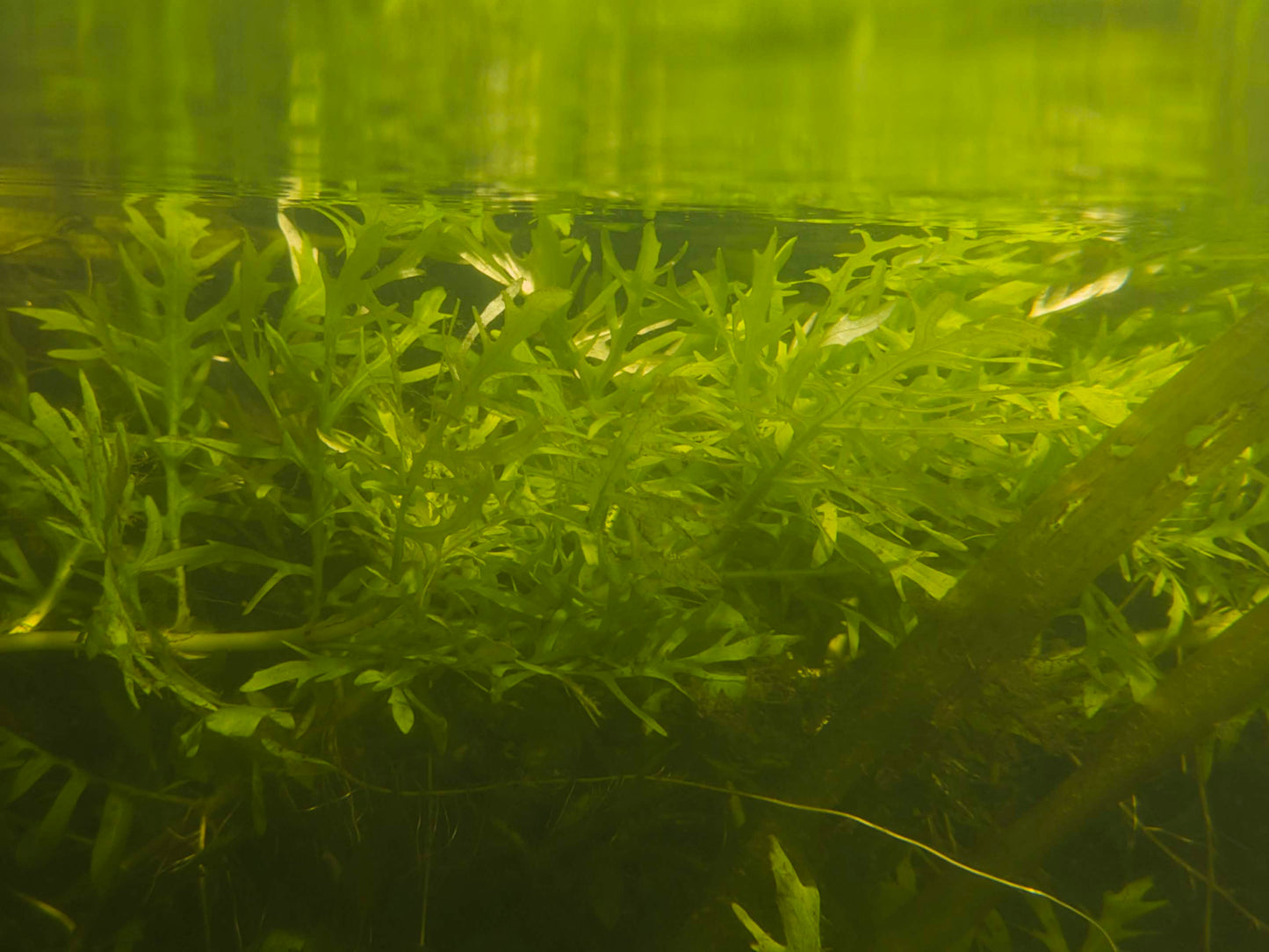 Riccia Fluitans Aquarium Plant