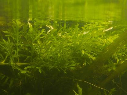 Riccia Fluitans Aquarium Plant